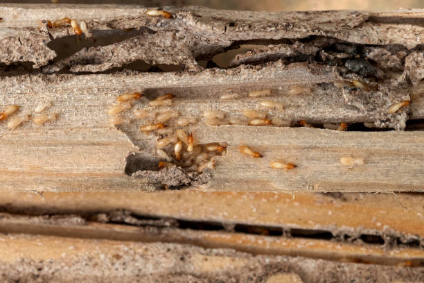 Reliable Blissfield, MI Pest Control Solutions